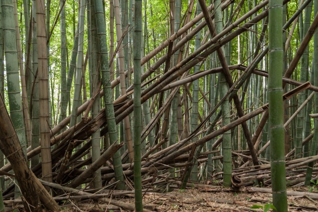 竹林が生い茂る1000㎡超の土地を早期売却！都城市の好立地を活かした売却戦略とは？